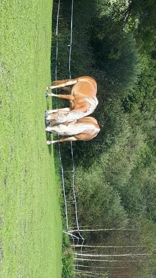 Knaller Der Reiterbauernhof Reisach 外观 照片